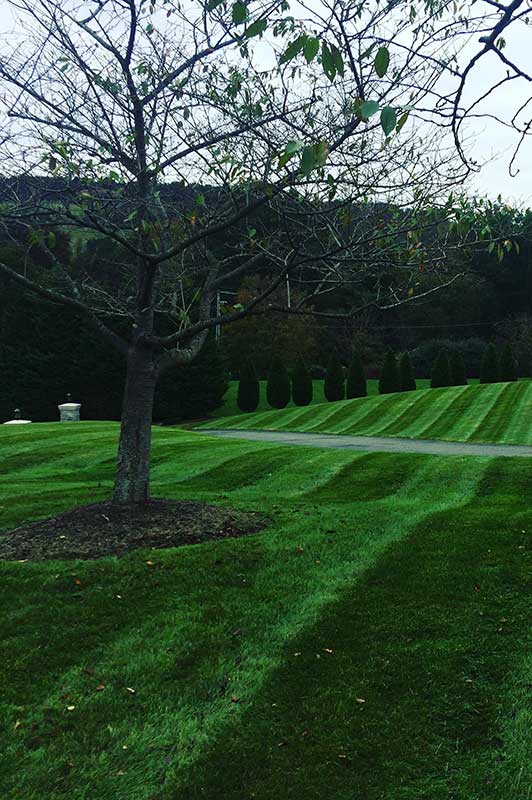 Fresh-cut lawn with tree